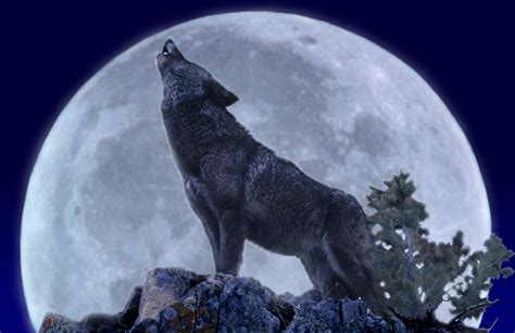Harnessing the Wolf Moon Magic: A Journey into Animal Spirit Guides